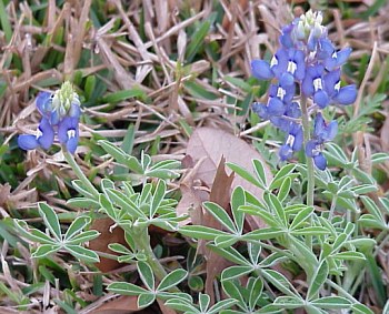 The Bluebonnet is the state flower of Texas.