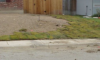 This picture shows the new grass in the front yard.  This grass is the same variety as the neighbor's and it should look the same when it is established.