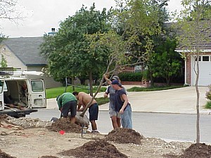Preparing to plant a Cedar Elm.