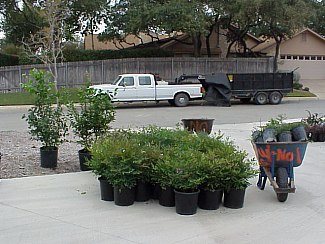 Stage Two of the landscaping began early in the morning on November 24, 1999.  Like plants are grouped together on the driveway.