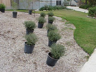 Although the plans specify the location for each plant, it is beneficial to place all of the plants where they belong ahead of time. 
