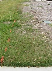 The above picture shows the left side of the property.  The right side of the picture shows the neighbor's grass growing through the mulch. 