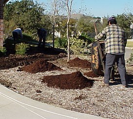 Once the workers were finished planting, they began to make piles of mulch to spread over the area.