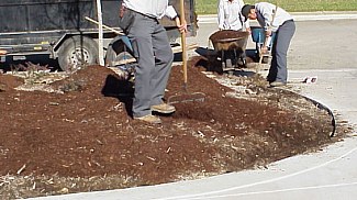 One worker is spreading mulch while another uses a wheelbarrow to bring additional mulch.