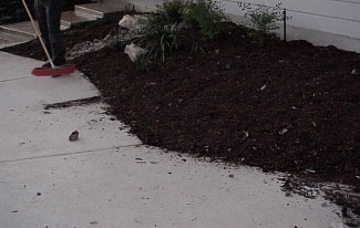 The planting was completed as it began to get dark, and the workers started to clean-up.