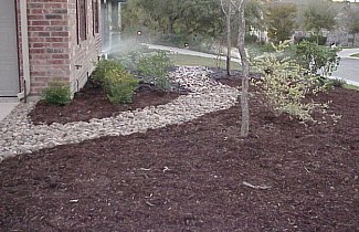 Once the planting was completed, the plants were thoroughly watered. 