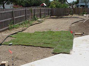 The pieces of sod are laid next to each other to cover the area.